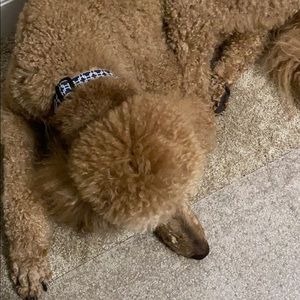 Meet your Posher, Rob